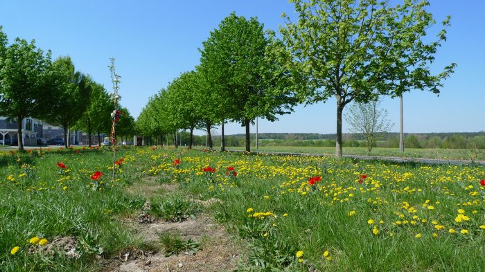Den omkring 8000 kilometer lange grenselinjen langs det tidligere jernteppet kan bli et sammenhengende grønt belte hvis planene blir realisert. Her fra den gamle tyske DDR-grensen ved såkalt Checkpoint Harry, Boizenburg i delstaten Mecklenburg/Vorpommern. (foto: Arne Storrønningen)