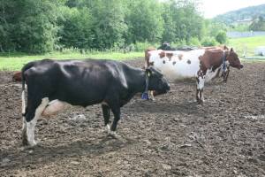 KORTREIST:-Tingvollost er selvforsynt med melk fra egne kyr og har eget ysteri vegg i vegg med osteutsalget. (foto:Arne Storrønningen)