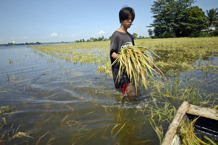 Man walking through a flooded ricefield. Photo: Nonie Reyes / World Bank